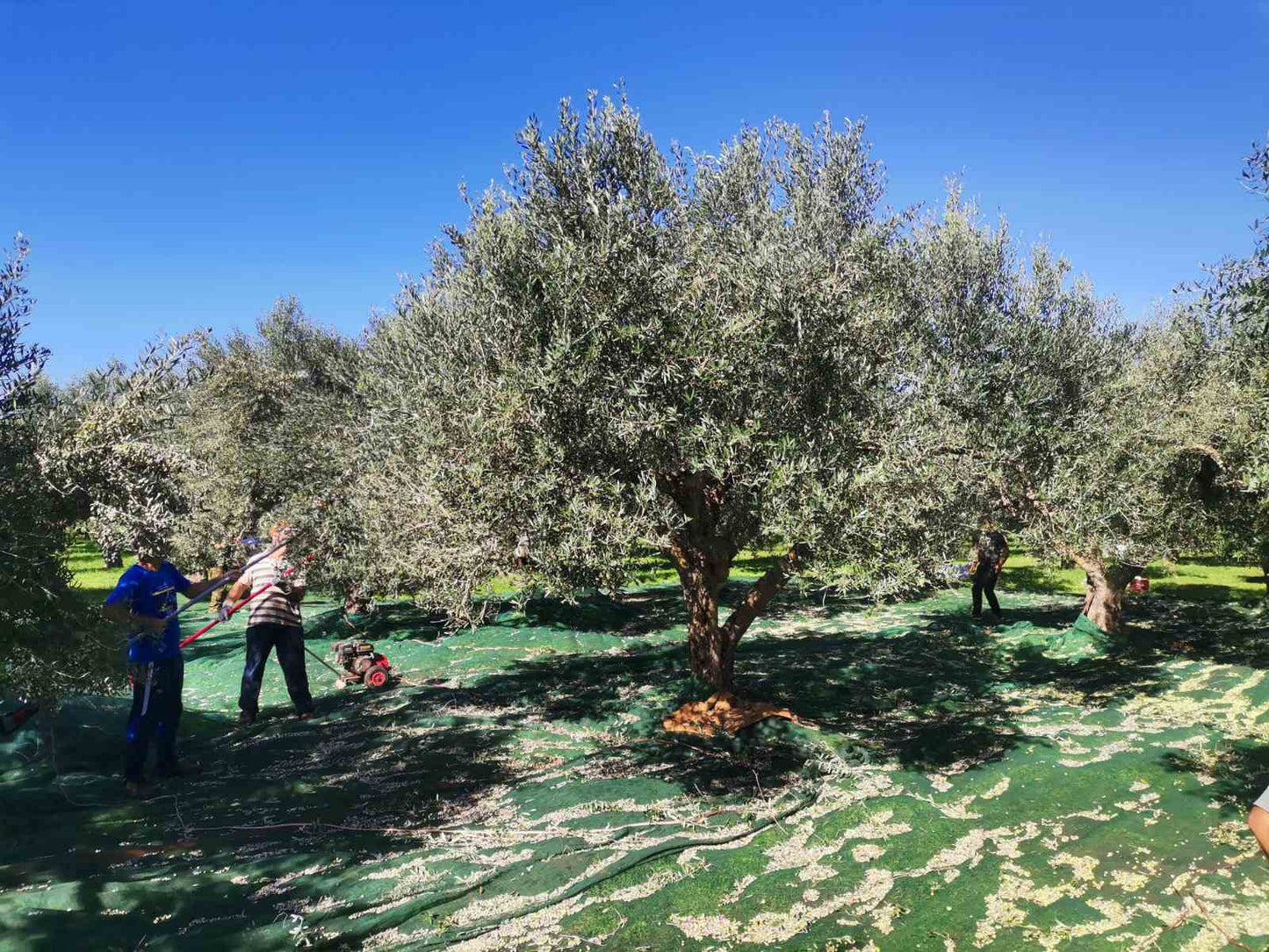 Šviežias ankstyvo derliaus, aitrus, ypač tyras, ARMAKADI alyvuogių aliejus, 2025.10/11mėn. derlius